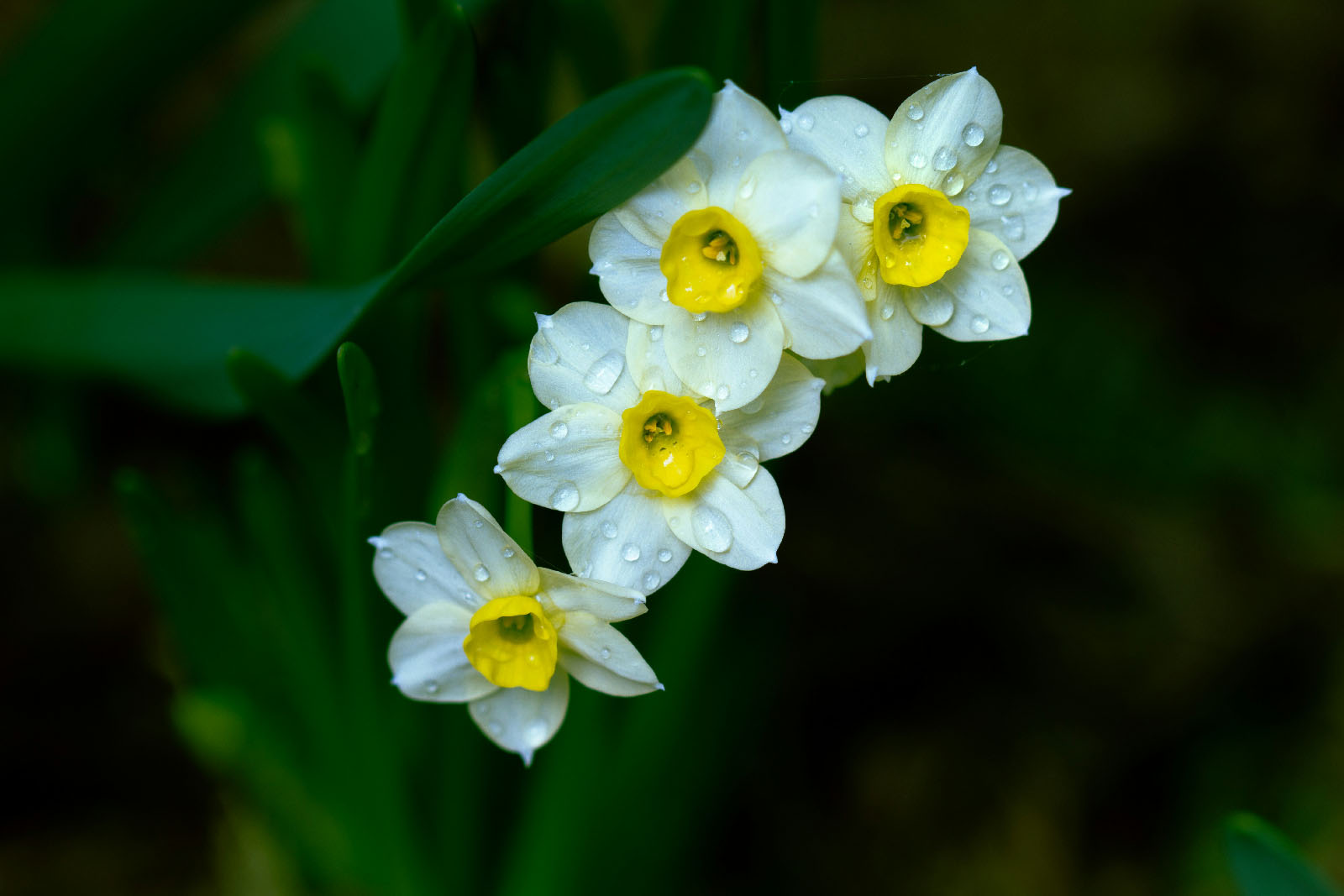 Narcissus flowers